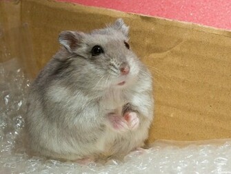 Cute Love Hamster Wallpaper Me