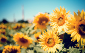 Yellow Desktop Background Wallpaper