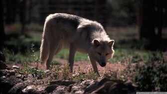 Wolf By Dave Johnson Wallpaper