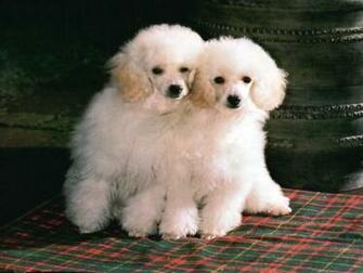 Desktop Background Wallpaper Puppies