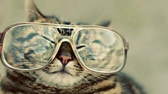 Funny Cat Wallpaper Stock Photos