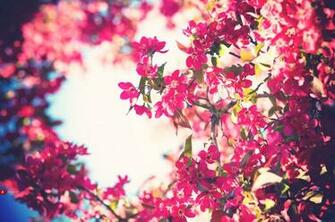 Flowers Bloom Wallpaper Bokeh Pink