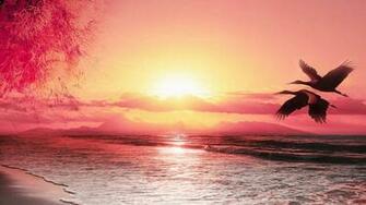 Beautiful Seabirds Beach Sunset Scenery Wallpaper Material