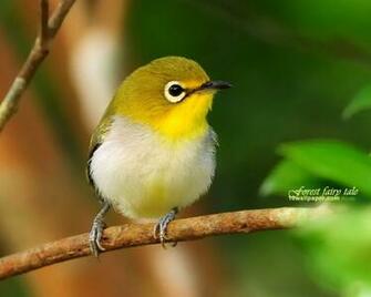 Branches Birds Spring Lovely Bird Wallpaper