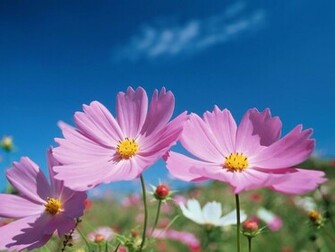 Cosmos Flower Wallpaper Wallpaper9