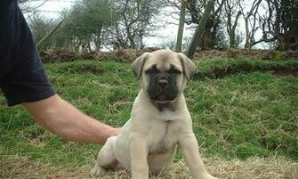 Of Beautiful English Mastiff Wallpaper If You Enjoy