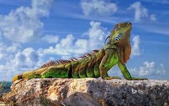Common Iguana In The Florida Keys Roman Mordashev 500px Bing