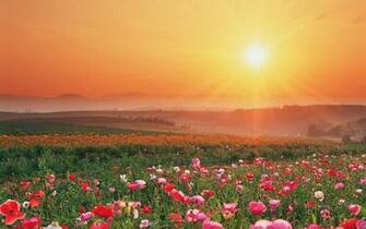 Summer Flowers Wallpaper Beautiful Desktop