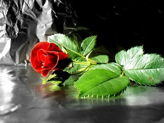 Wallpaper Rose Beauty Red
