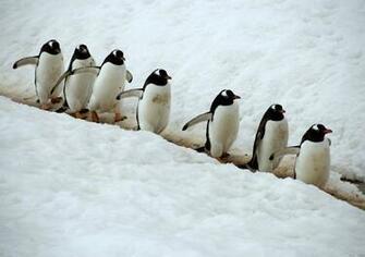 Funny Penguin Wallpaper Gallery