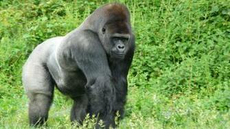 Proud Silverback Gorilla HD Wallpaper Gallery