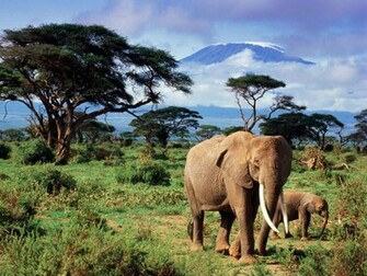 Animal Wallpaper Elephant