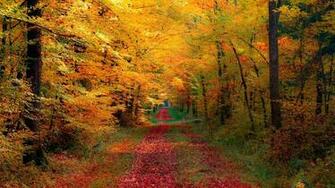 Autumn Forest Desktop Pc And Mac Wallpaper