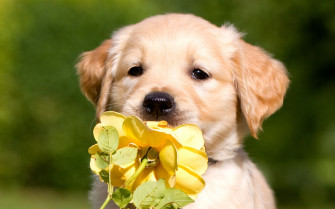 Retriever Puppy Petals 4k HD Wallpaper Image Photos And Picture