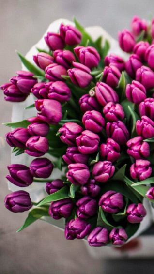 Wallpaper iPhone Tulips