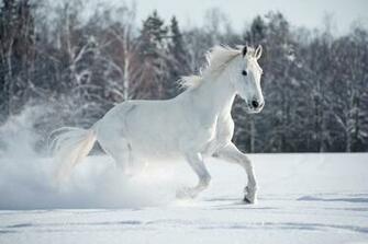 Winter Horse Background Gallery Yopriceville High Quality