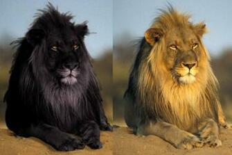 Black Lion Pictures Wallpaper