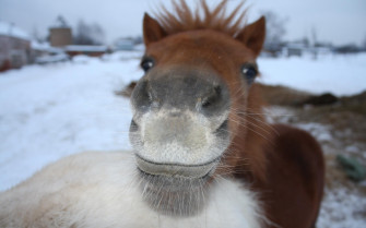 Donkey Wallpaper