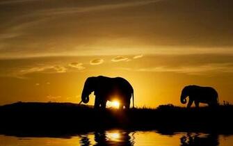 Displaying Image For Elephant Background