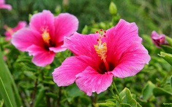 Tag Pink Hibiscus Flower Wallpaper Background Photos Image And
