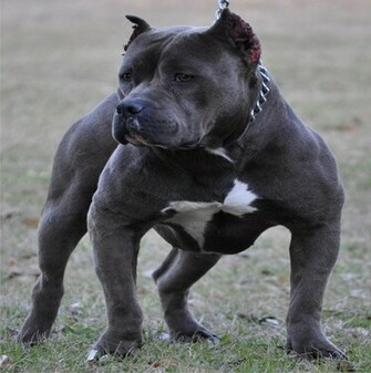 Perros Pitbull Image Crazy Gallery