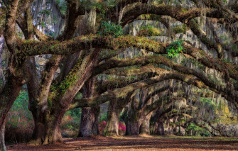 Wallpaper Trees Spring South Carolina Usa State Charleston