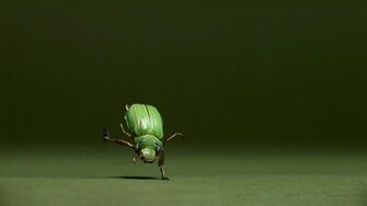 Bug Mobile Wallpaper Hq Background HD Gallery