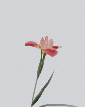 Flower Wallpaper HD Hq