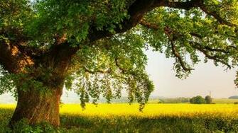 Oak Tree Wallpaper HD Px HDwallsource