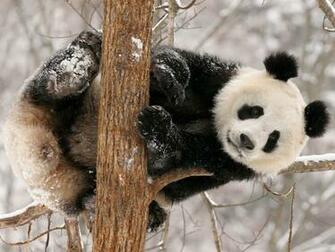 Wallpaper Funny Panda