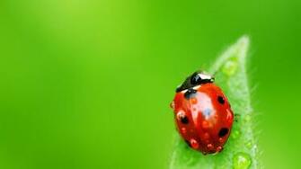 Nature Ladybug 4k Wallpaper