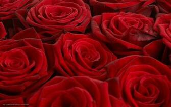 Tlcharger Fond D Ecran Roses Rouge Bouquet Papier Peint