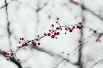 Selective Focus Of Red Flowers Photo Christmas Image On