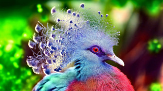 Victoria Crowned Pigeon The Most Beautiful Birds In World With Wallpaper