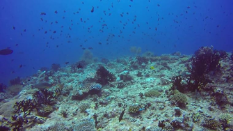 School Of Fish On Background Clear Seabed Underwater In
