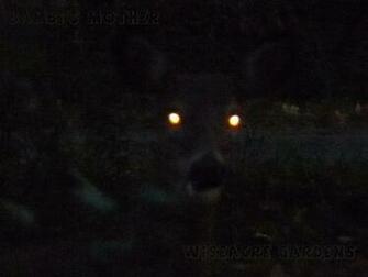 Wiseacre Gardens Archive Ghost Deer