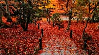 Autumn Leaves