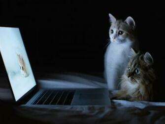 Computer Cats Wallpaper Cute Animal S Wallpapergeeks
