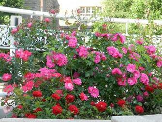 Brampton Ontario Canada Flowers At City Hall Hq Wallpaper