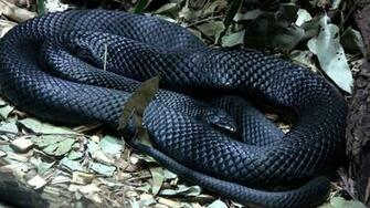 Anaconda Background Net
