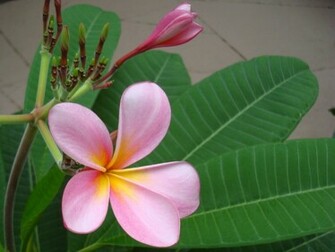 Pink Plumeria Frangipani Temple Tree