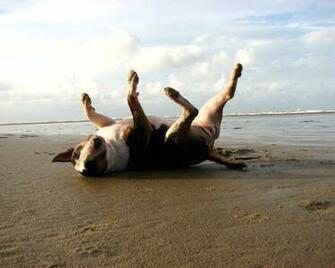 Bull Terrier Wallpaper Pictures Breed Information