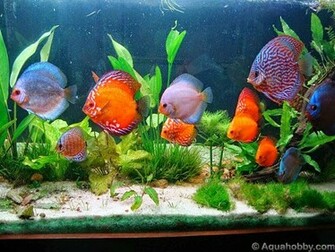 Discus Fish Photos Wallpaper The Fun Bank