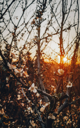 Floral iPhone Wallpaper