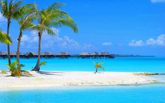 Palm Trees 3d Beach Wallpaper Desktop Moshlab