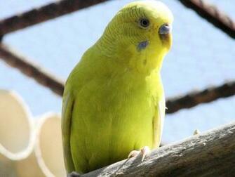 Parakeet Wallpaper HD Animals Plants Nature Birds