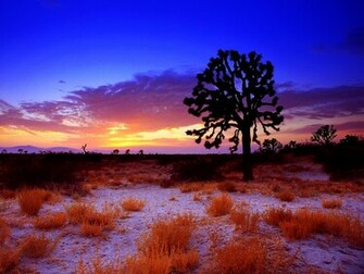 Desert Joshua Tree HD Wallpaper Color Palette Tags