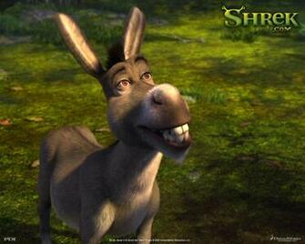 Donkey Wallpaper Pets Cute And Docile