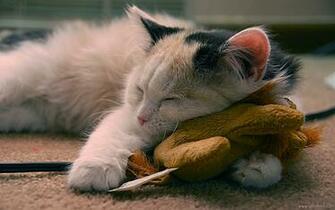 HD Sleeping Cat Wallpaper For Windows Background E Entertainment