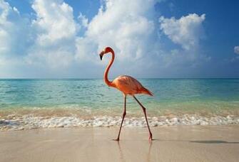 Dominican Republic Bird Desktop Wallpaper Animals Goodwp